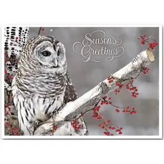 Winter Owl Holiday Cards