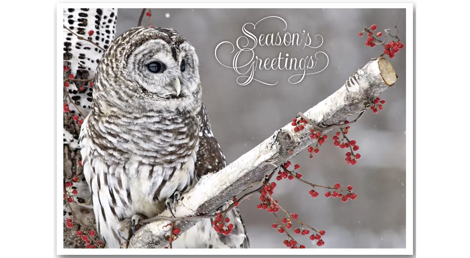 Winter Owl Holiday Cards