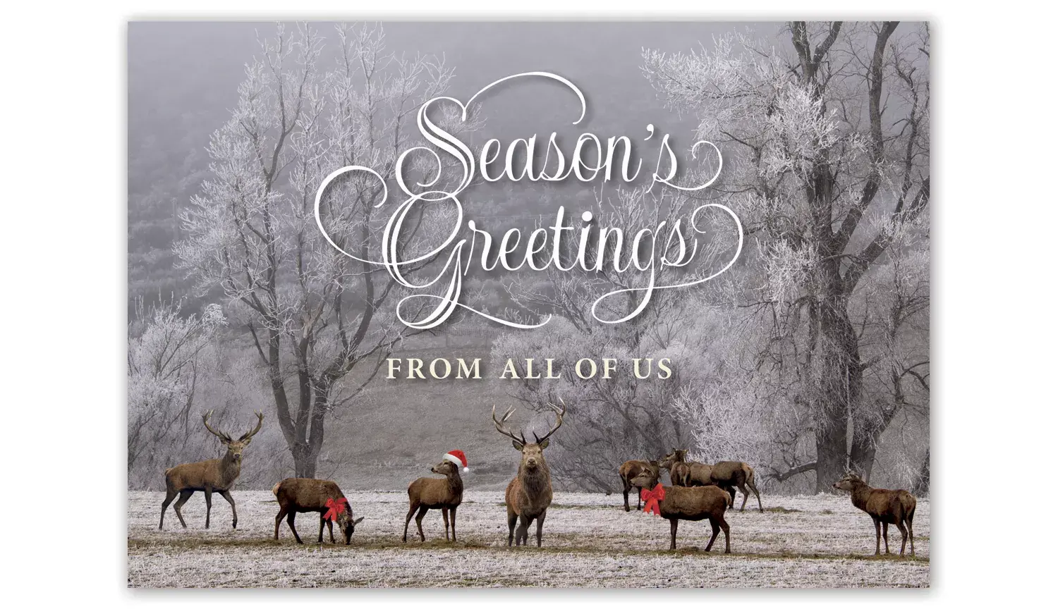 Holiday Card with 8 Deer in Forest
