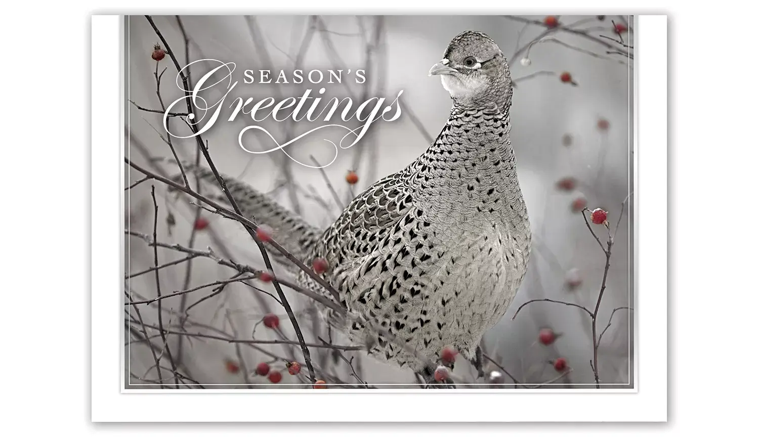 Holiday Card- Feathered Friend