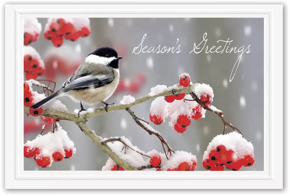 Tweet Greetings Holiday Postcards Featuring Cute Bird on Branch with Berries