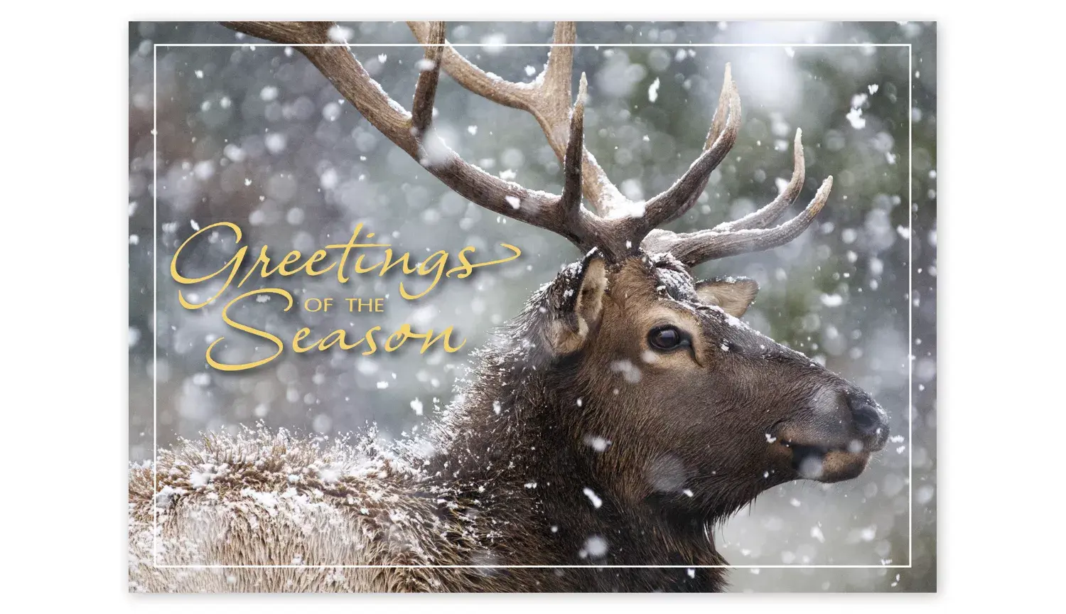 Custom Wildlife Holiday Greeting Cards - Snowfall Deer