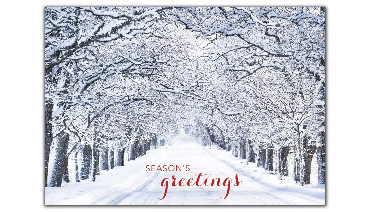 Custom Snowy Tree Lane Holiday Cards