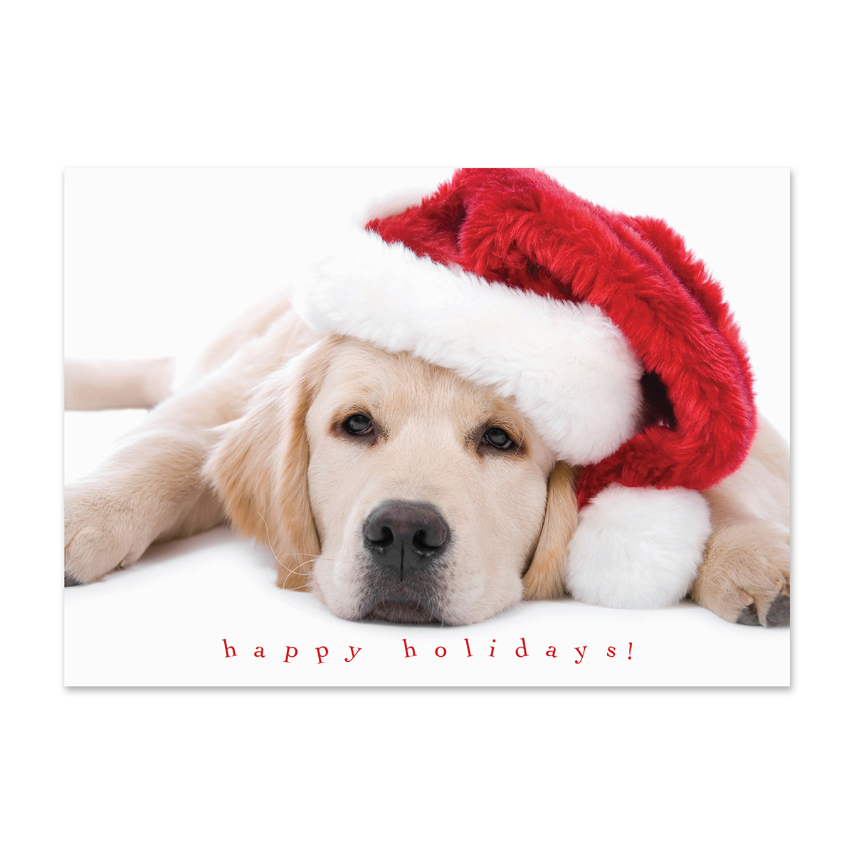 Adorable holiday card featuring a golden retriever wearing a Santa hat with a cheerful Happy Holidays message