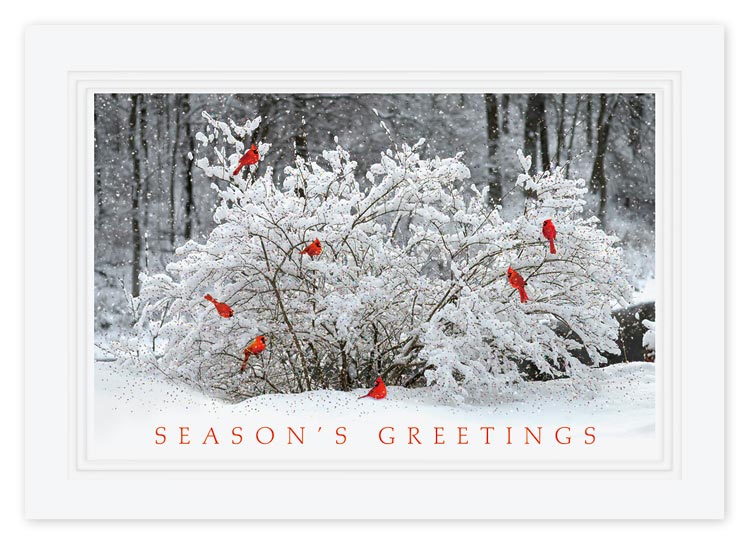 Winter Perch Christmas Cards