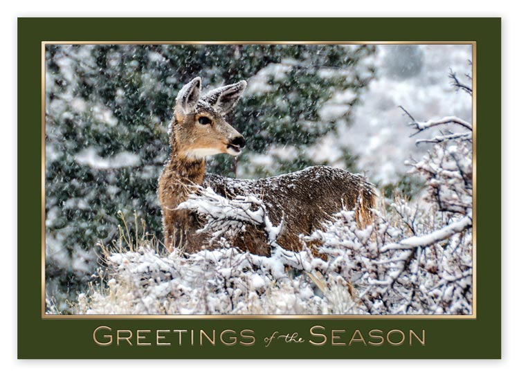 Animal Holiday Cards - Woodland Visitor