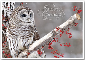 Winter Owl Holiday Cards